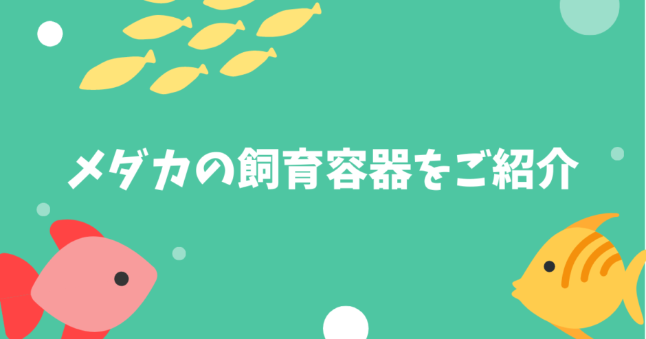 メダカの飼育容器をご紹介 メダカの品種によっておすすめの容器が変わります Ogawaya Press