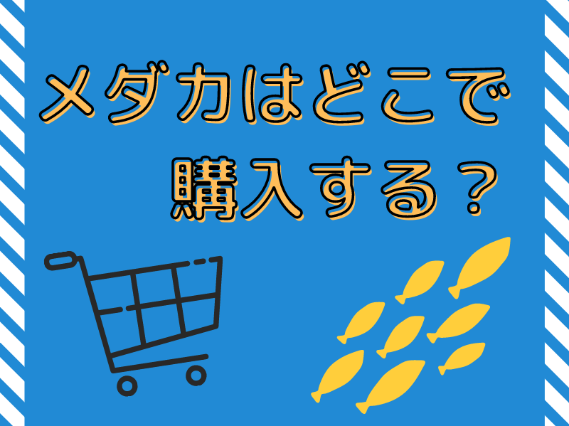 メダカはどこで購入する おすすめの購入先 Ogawaya Press