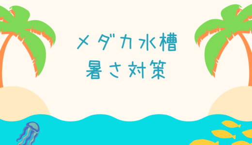 メダカがすぐに死んでしまう原因と対策 長生きさせる方法 Ogawaya Press