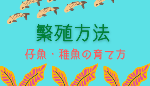 メダカの繁殖方法 産卵 卵の管理編 Ogawaya Press