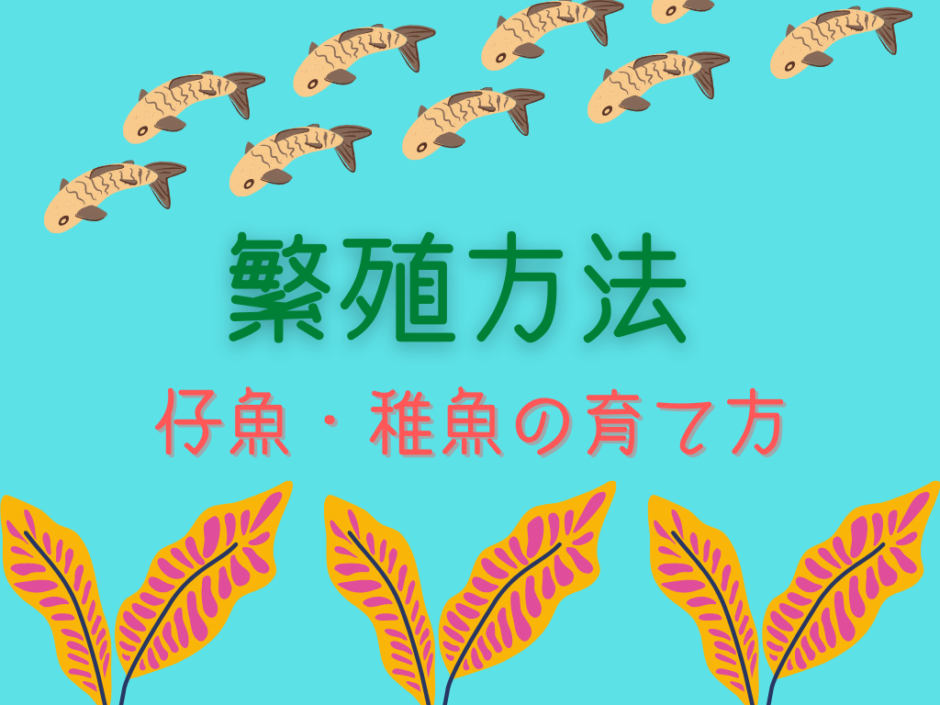 メダカの繁殖方法 孵化 仔魚 稚魚編 Ogawaya Press