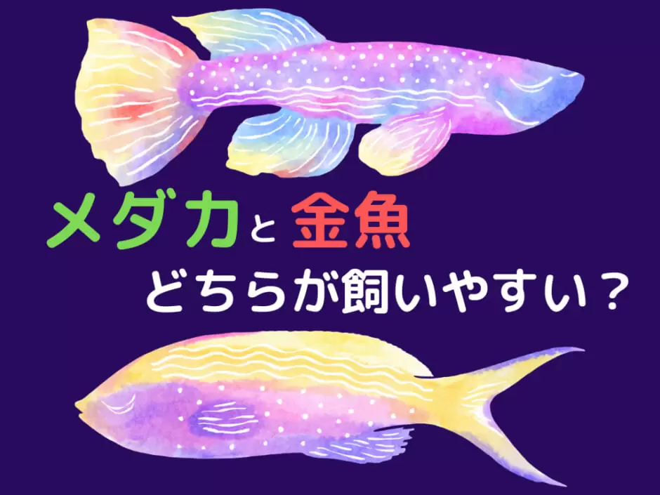 【比較】メダカと金魚、どっちが飼いやすい？ | Ogawaya-Press