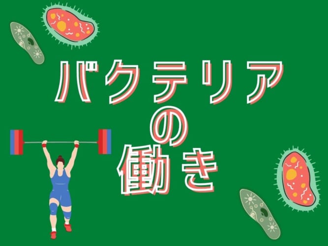 初心者向け アクアリウム水槽でのバクテリアの働き メダカブリーダー Ogawaya Press