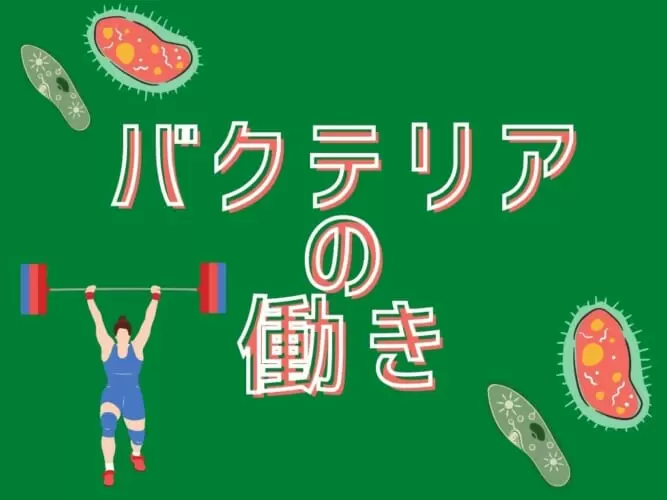 初心者向け アクアリウム水槽でのバクテリアの働き メダカブリーダー Ogawaya Press