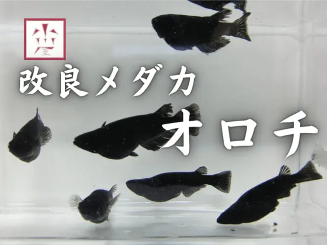 人気のメダカ「オロチ」の魅力をご紹介！特徴や価格、おすすめの飼育容器など | Ogawaya-Press