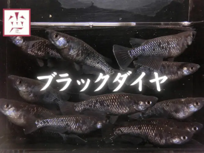 人気のメダカ「ブラックダイヤ」の魅力をご紹介！特徴や価格、おすすめ